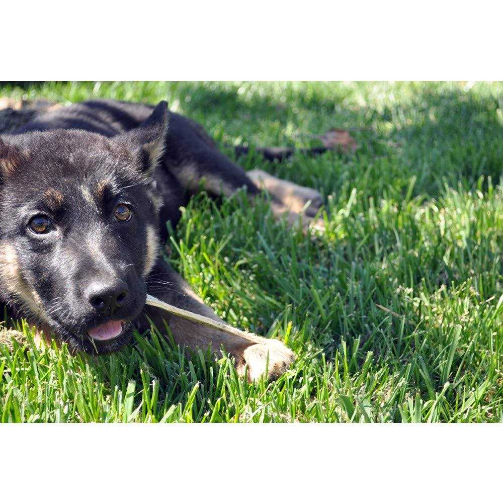Oral Hygiene Dental Dog Treats C36973