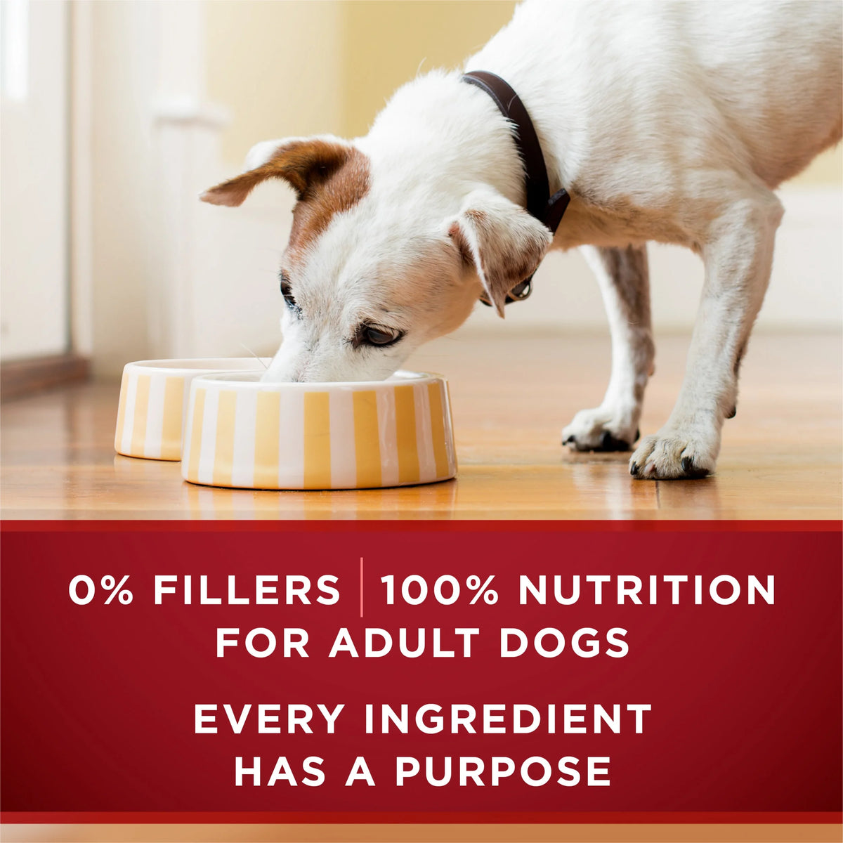 High Protein Wet Dog Food Variety Pack, 13 oz Cans (12 Pack) I9070