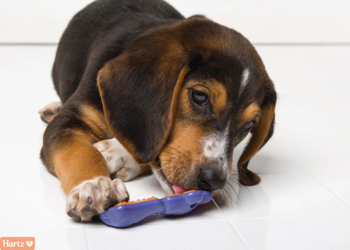 0.88 OZ Bacon Dog Treat J363760