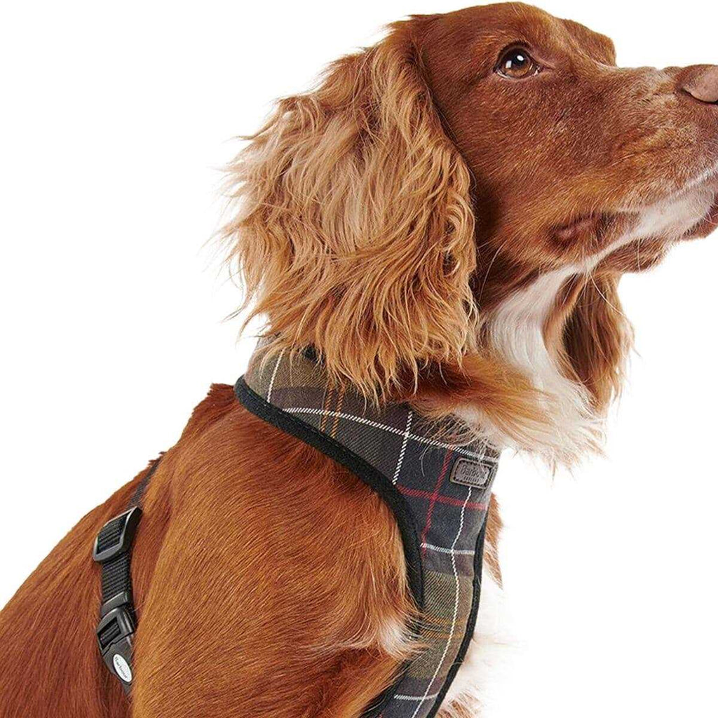 Tartan Dog Harness I5401