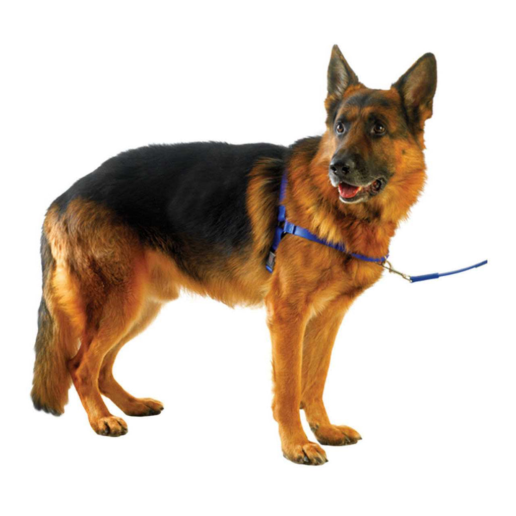 Pet Harness T4324