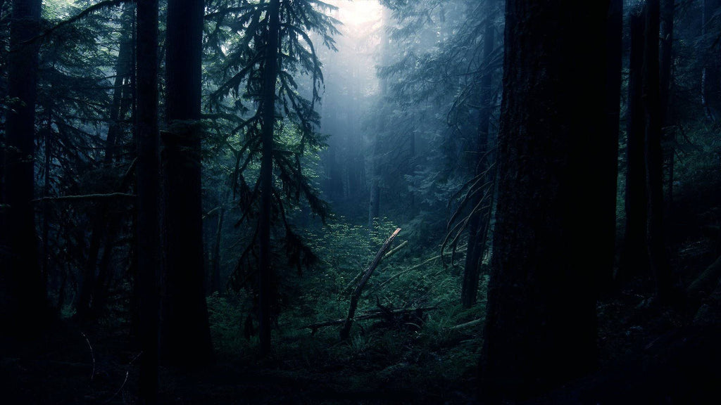 Dark Woods Candle I7044