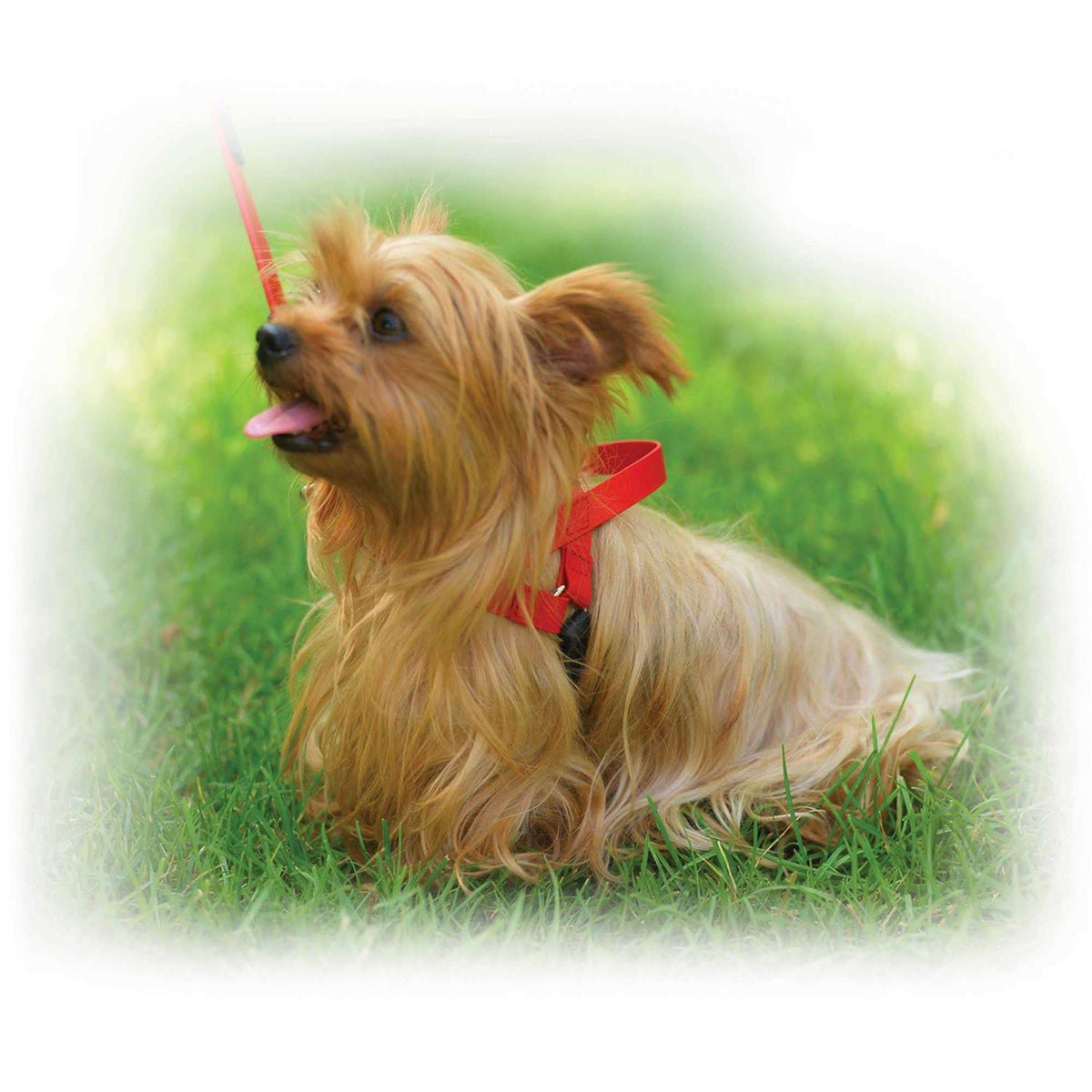 Pet Harness T4324