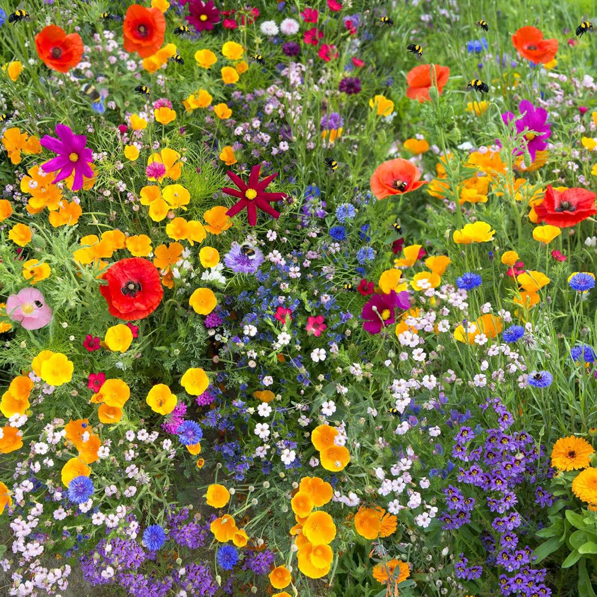 1.75 Ounce Wildflower Seeds Mix J5777