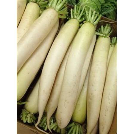 Daikon Radish Seed - 20 lbs. J105
