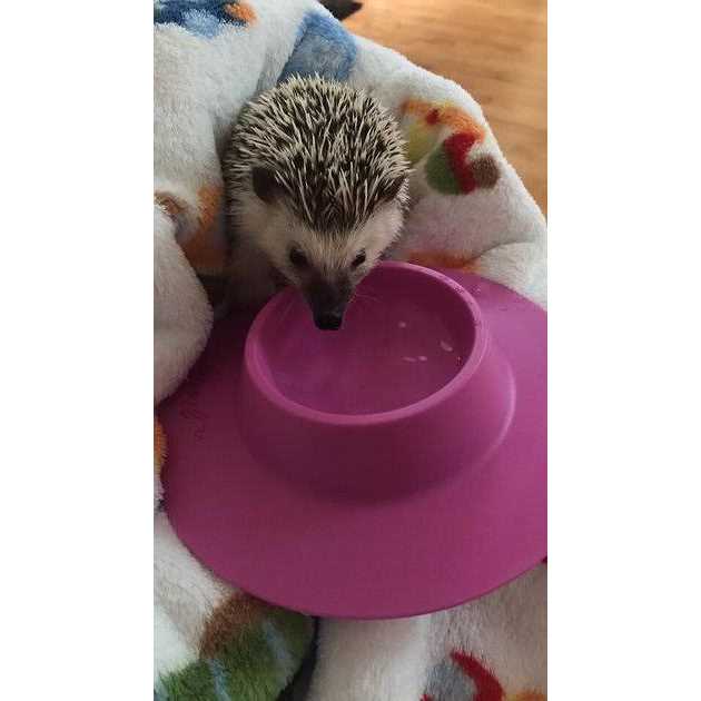 Tip-Proof Bowl for Guinea Pigs and Small Pets K2127