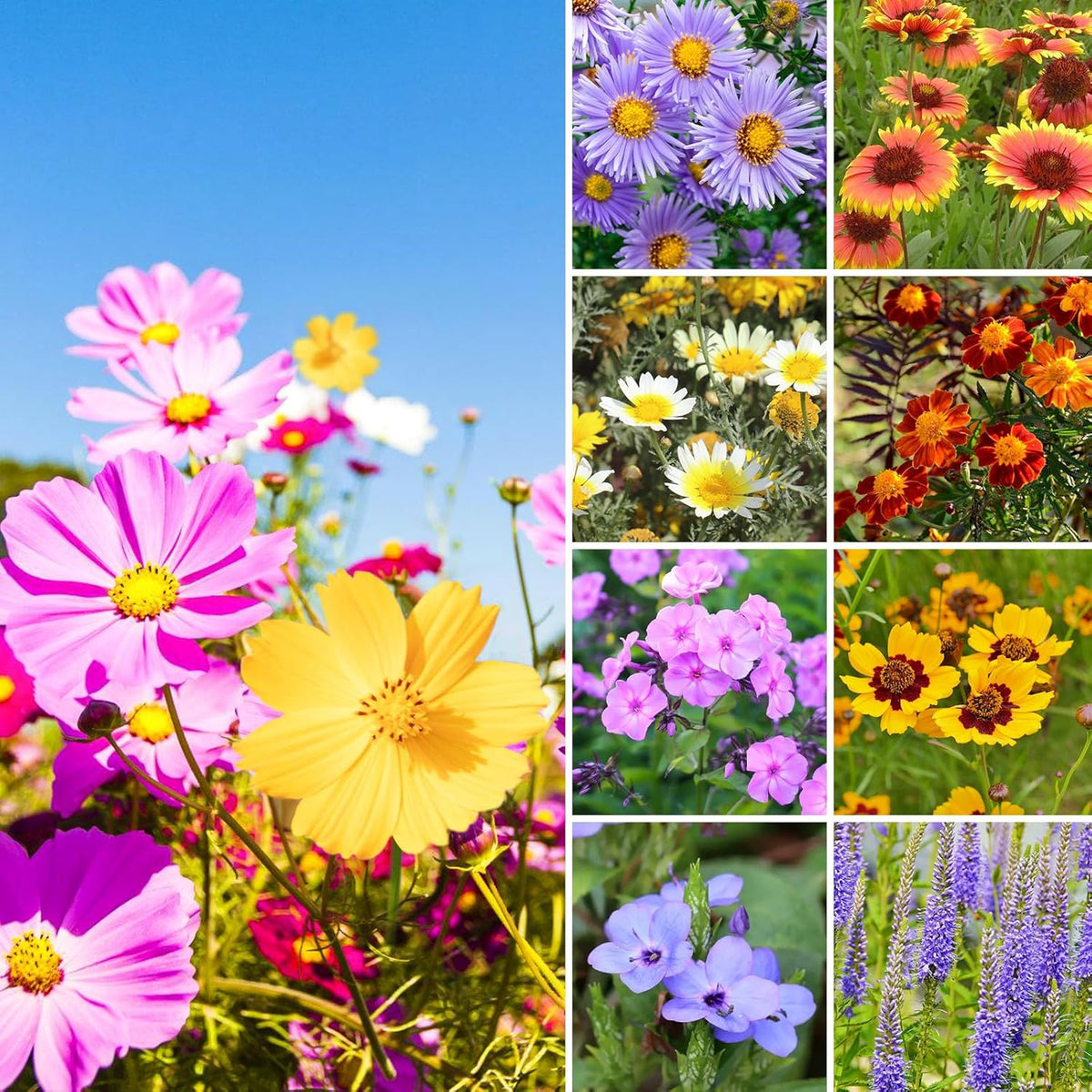 1.75 Ounce Wildflower Seeds Mix J5777
