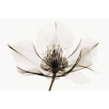 Hellebore Art Print G4246
