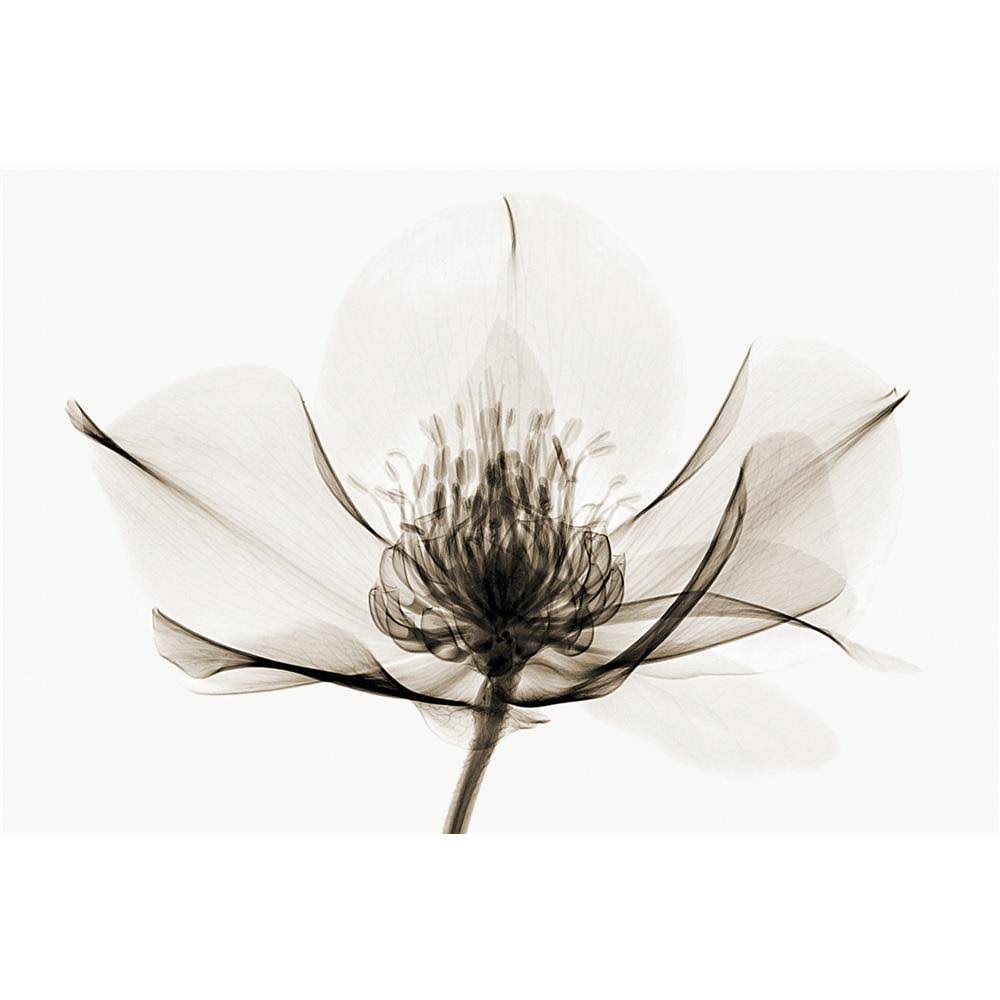 Hellebore Art Print G4246