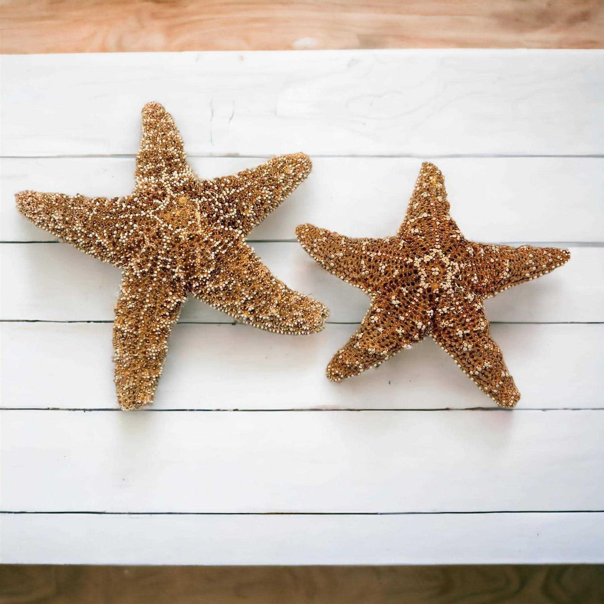 Starfish Decor V347
