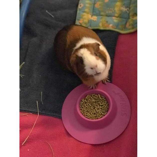 Tip-Proof Bowl for Guinea Pigs and Small Pets K2127