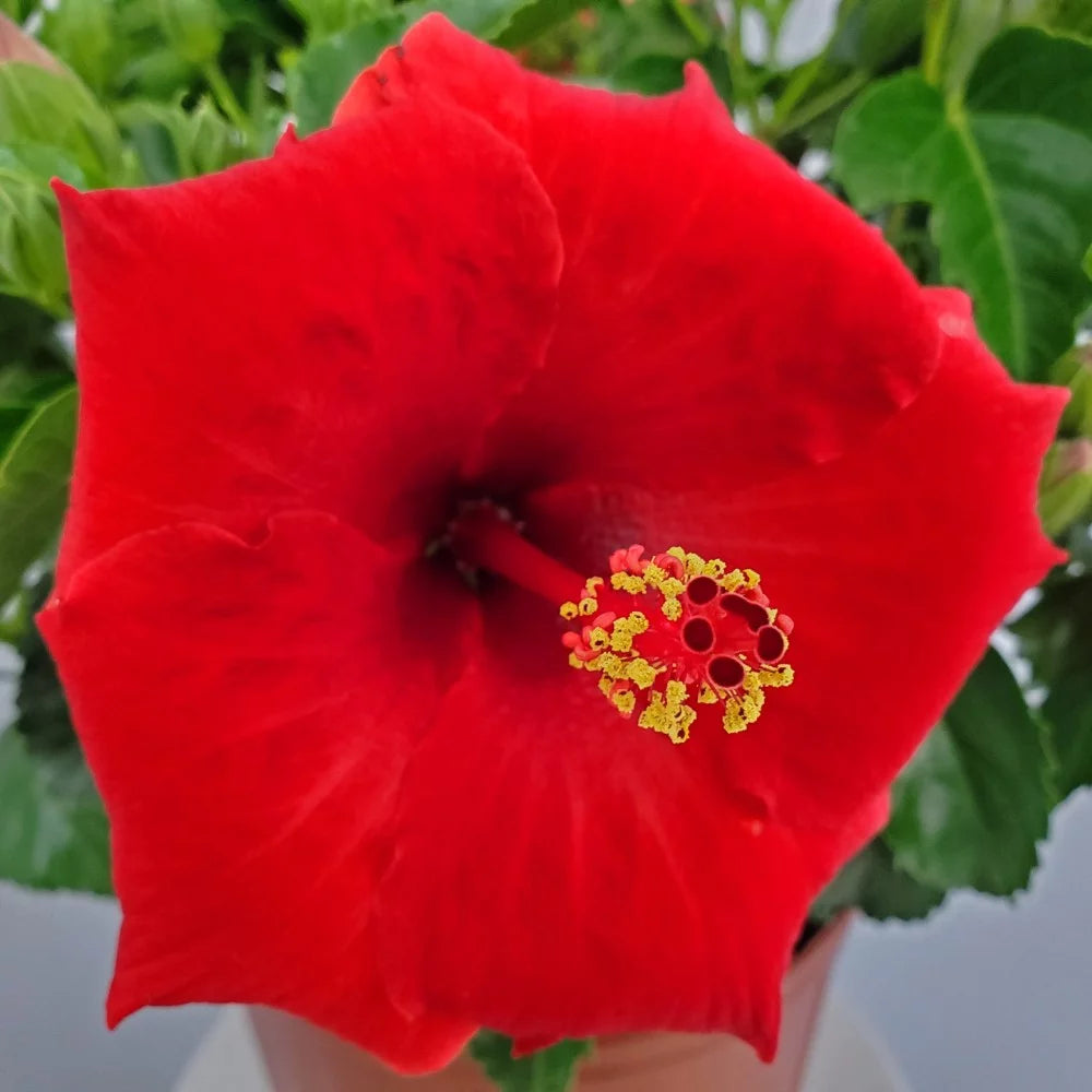 22" to 26" Red Hibiscus Bush Plant in Growers Pot Q38392