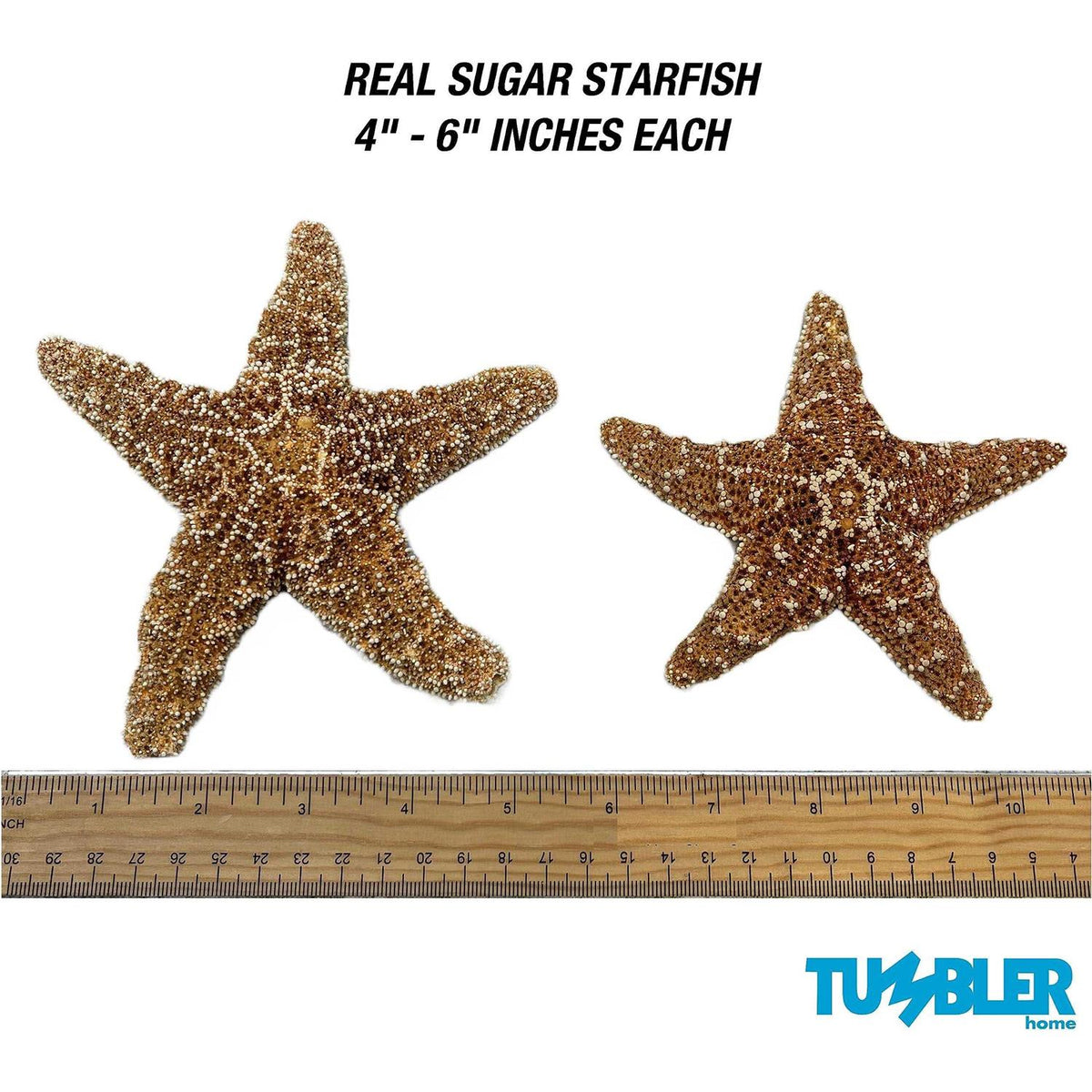 Starfish Decor V347