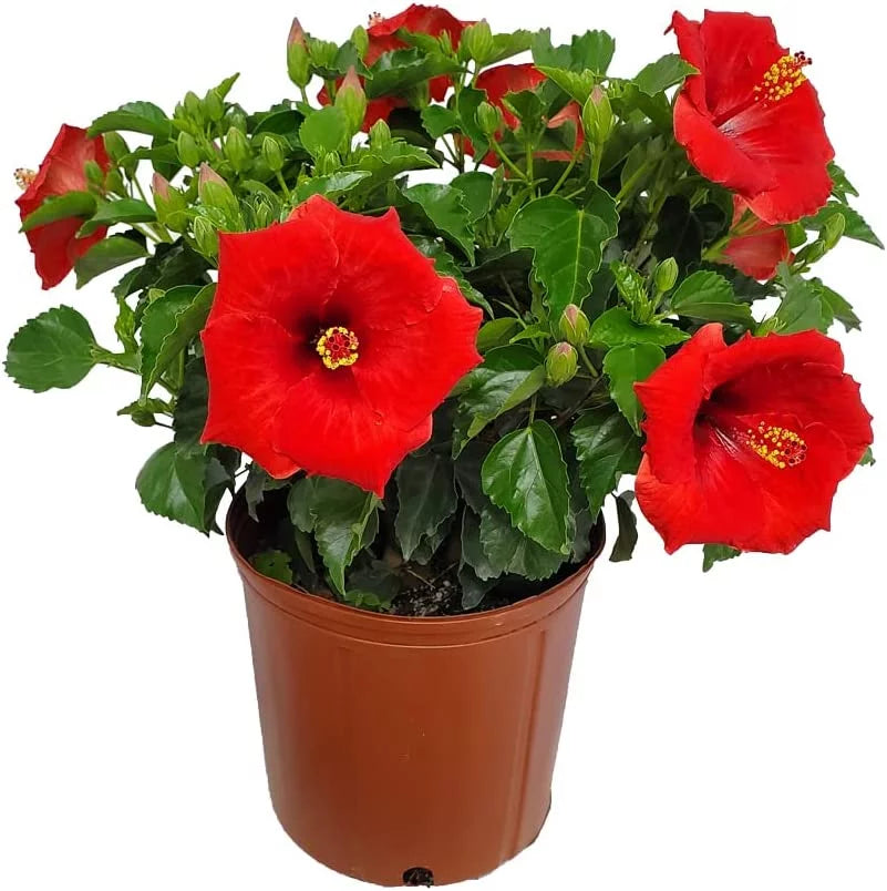 22" to 26" Red Hibiscus Bush Plant in Growers Pot Q38392