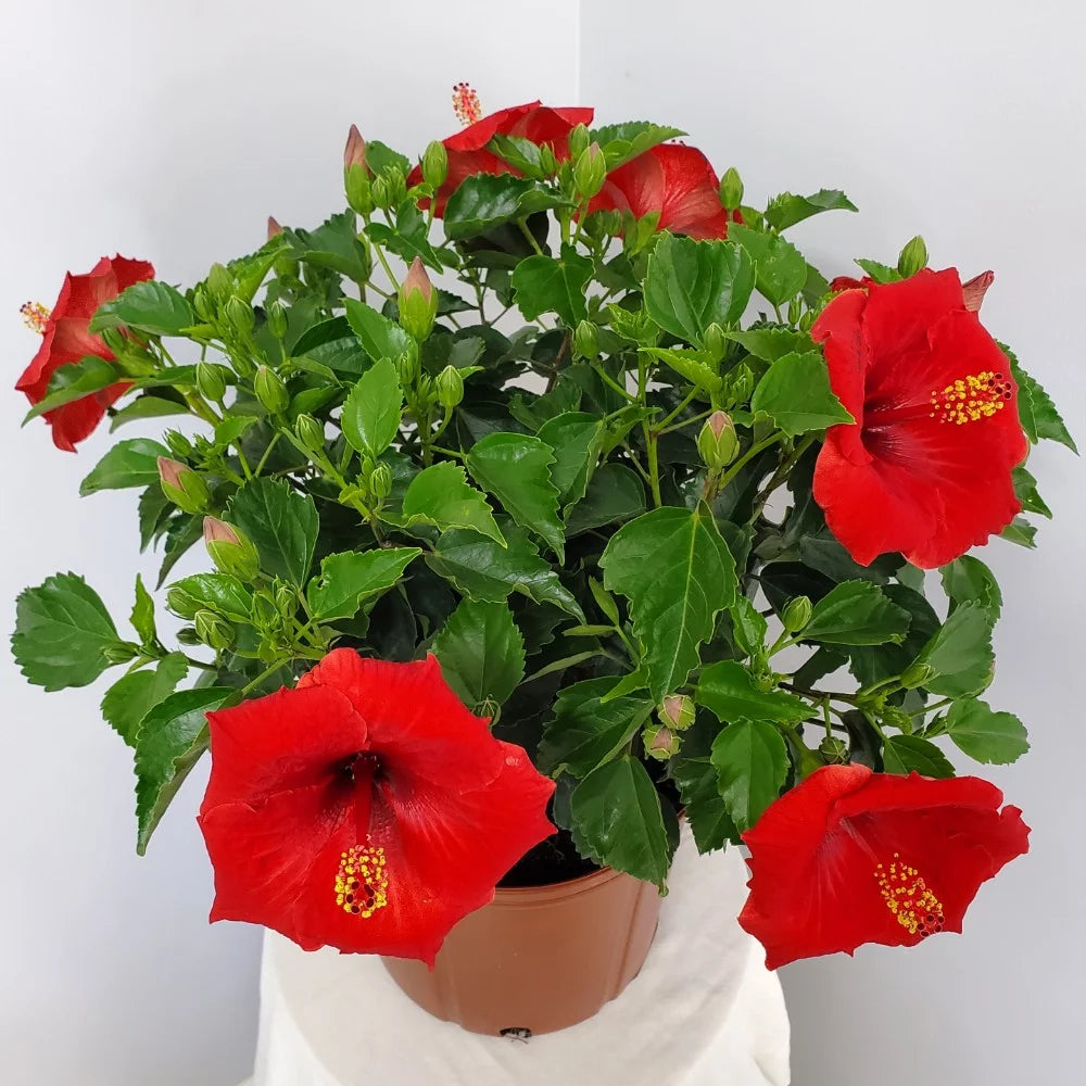 22" to 26" Red Hibiscus Bush Plant in Growers Pot Q38392