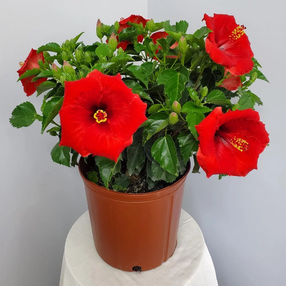 22" to 26" Red Hibiscus Bush Plant in Growers Pot Q38392