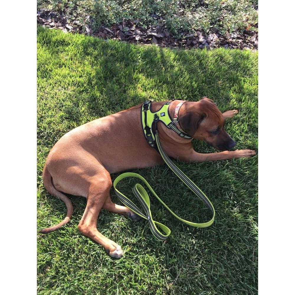 Reflective Padded Polyester Dog Leash S3868