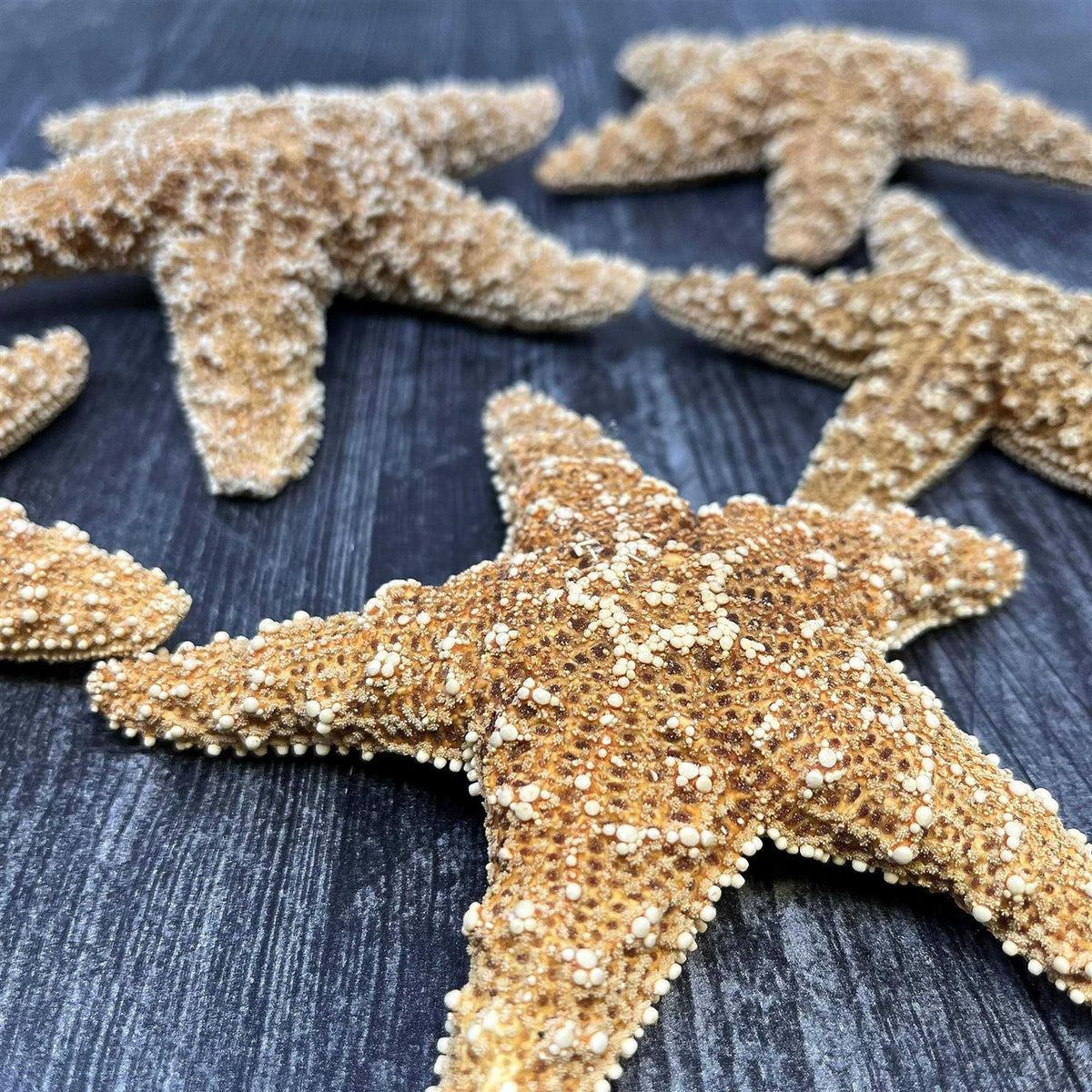 Starfish Decor V347
