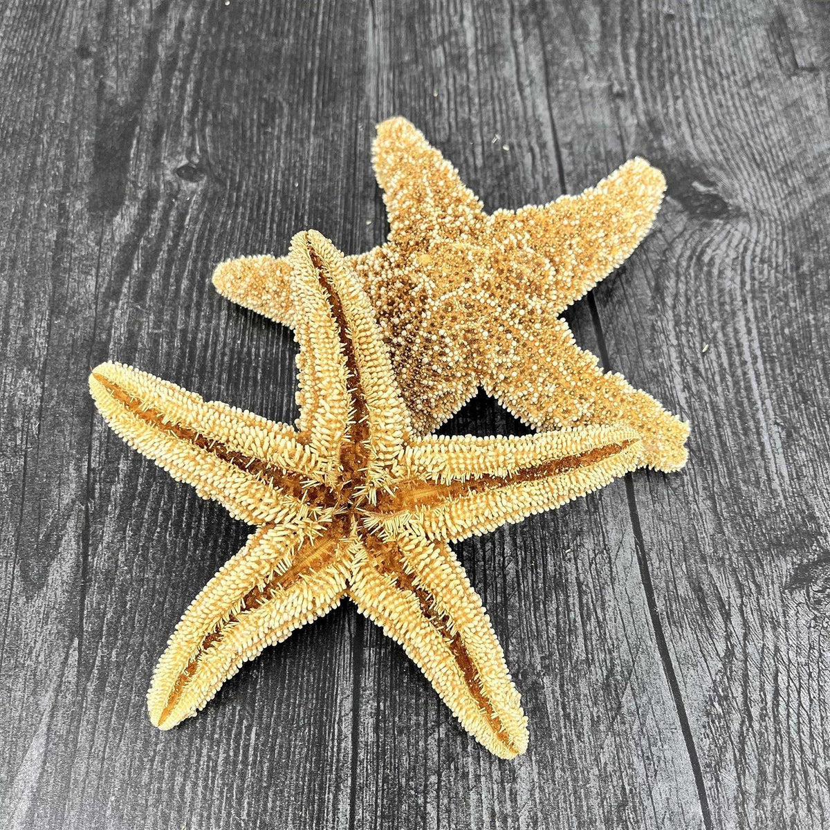 Starfish Decor V347
